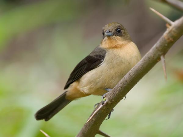 Zwartbriltangare (Trichothraupis melanops)